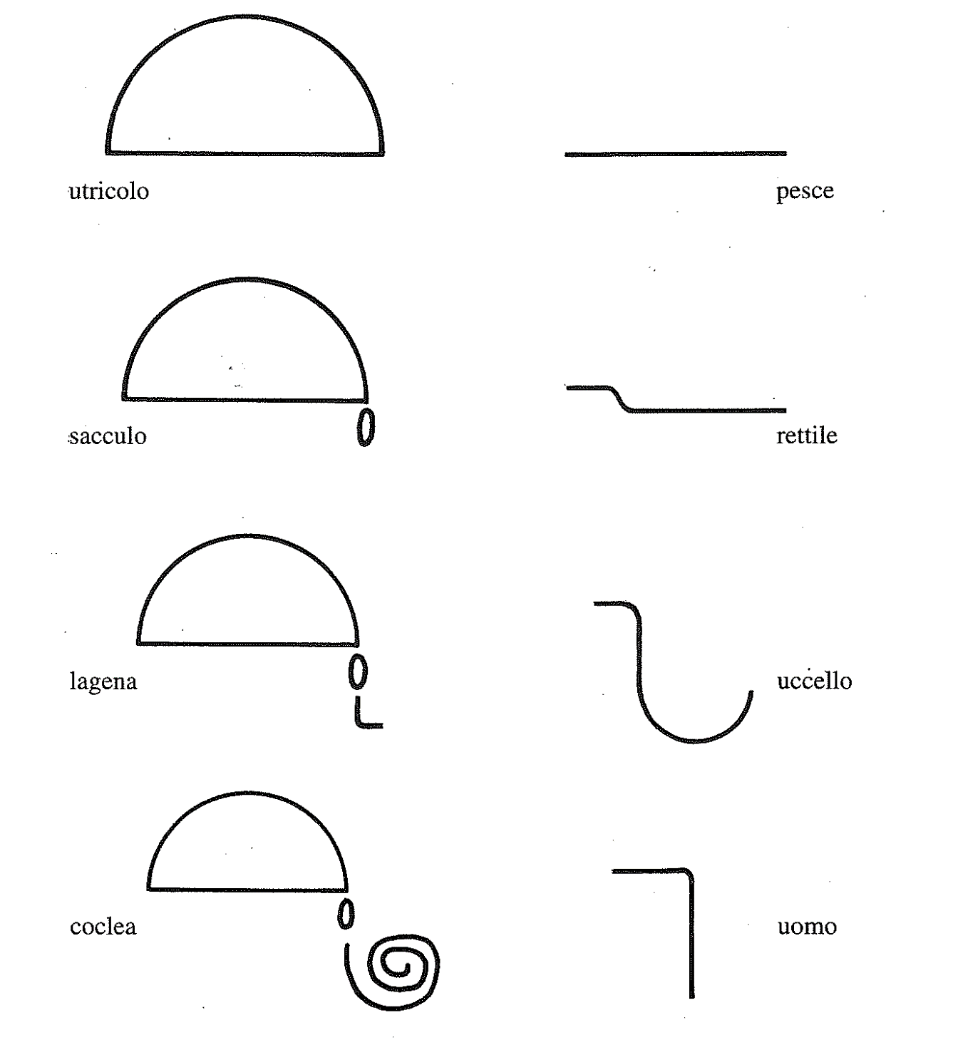Six stades de l'évolution de l'oreille