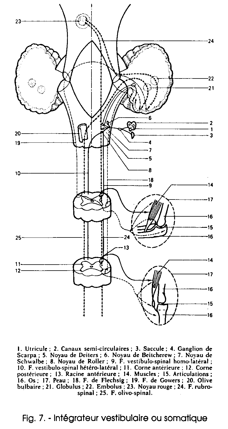 Integrator przedsionkowy